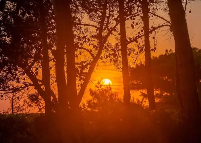 Seashell Luxury Lixúri